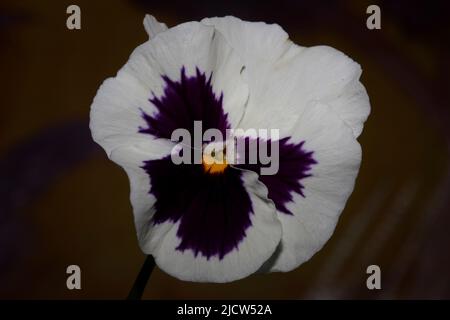 Fower Blüte Nahaufnahme botanischen Hintergrund Stiefmütterchen Familie violaceae große hohe Qualität drucken Stockfoto