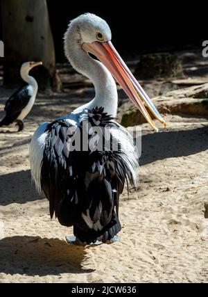 Nahaufnahme eines australischen Pelikans (Pelecanus auffallillatus) in Sydney, New South Wales, Australien (Foto: Tara Chand Malhotra) Stockfoto