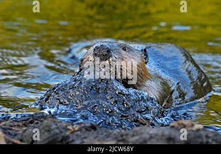 Ein ausgewachsener Biber 'Castor canadensis', der eine Ladung feuchten Schlamm auf den Biberdamm legt Stockfoto