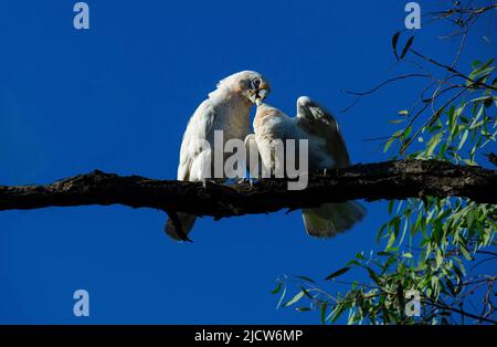 Ein Paar kleine Corella (Cacatua sanguinea) küsst sich auf einem Baum in Sydney; NSW; Australien (Foto: Tara Chand Malhotra) Stockfoto