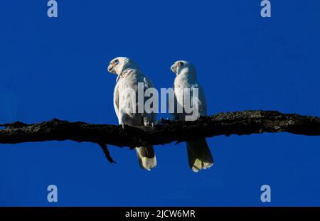 Ein Paar kleine Corella (Cacatua sanguinea) auf einem Baum in Sydney; NSW; Australien (Foto: Tara Chand Malhotra) Stockfoto