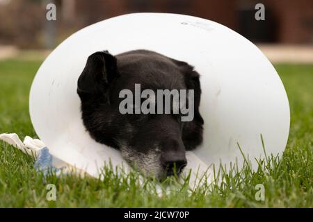 Älterer schwarzer Hund im medizinischen Kegel Stockfoto
