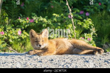 Red Fox Kit Laying in the Road Alaska Stockfoto