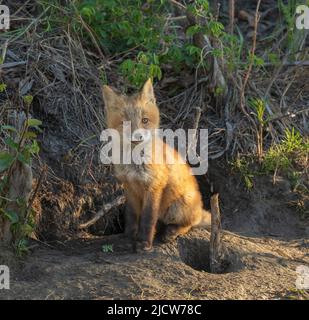 Red Fox Kit Pose in Alaska Stockfoto