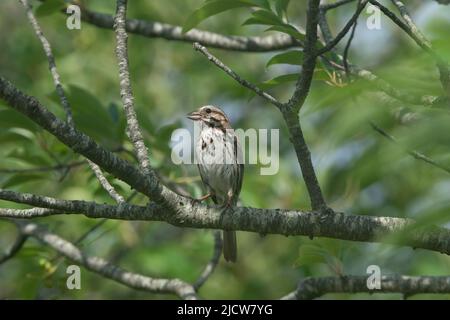Song Sparrow Thronte Stockfoto