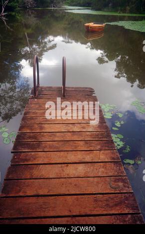 Hölzerner Steg und Teich mit Beiboot im Regenwald, Possum Valley, in der Nähe von Ravenshoe, Queensland, Australien Stockfoto