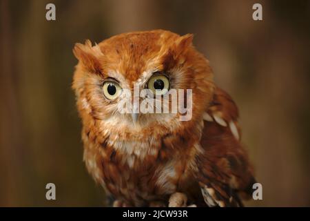 Ost-Kreischeule Stockfoto