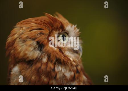 Ost-Kreischeule Stockfoto