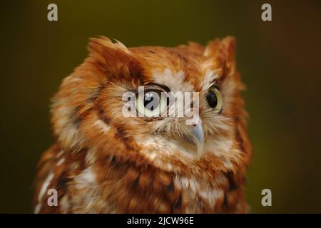 Ost-Kreischeule Stockfoto