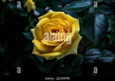 Eine gelbe Rosenblüte im Frühling, umgeben von grünen Blättern Stockfoto