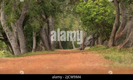 Wunderschöne Landschaftsaufnahmen in Sri Lanka Stockfoto