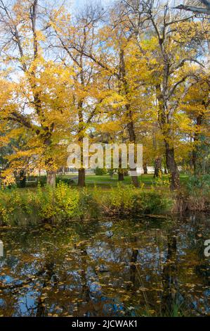 Herbstfarbendarstellung in den 1857 Bendigo Botanic Gardens, Victoria, Australien Stockfoto