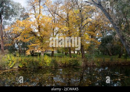 Herbstfarbendarstellung in den 1857 Bendigo Botanic Gardens, Victoria, Australien Stockfoto