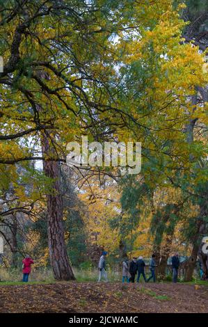 Herbstfarbendarstellung in den 1857 Bendigo Botanic Gardens, Victoria, Australien Stockfoto