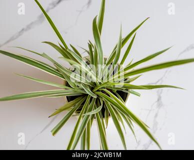 Hohe Angel Ansicht der Spinne Gras Pflanze Stockfoto