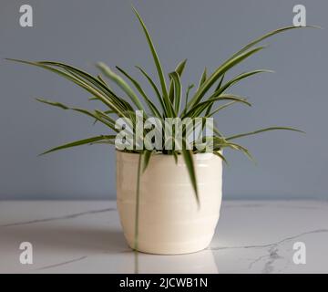 Spinnenpflanze in einem weißen Keramiktopf Stockfoto
