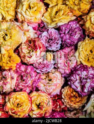 Verschiedene farbige Rosenblüten gesammelt Stockfoto