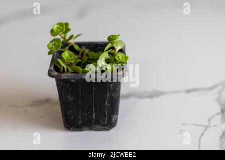 Winkel reißt kleine Pflanze in Kunststofftopf Stockfoto