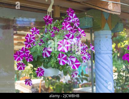 Nahaufnahme einer Petunia-Pflanze mit violetten Blüten, gemischt mit etwas Weiß. Petunia-Pflegekonzept Stockfoto