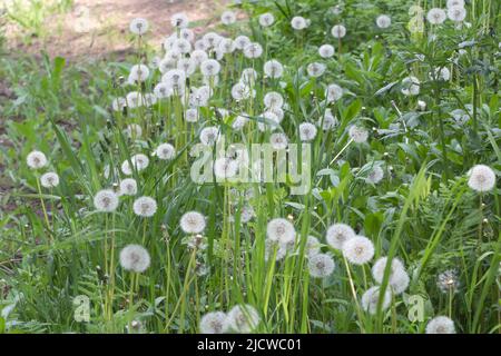 Nahaufnahme von vielen Dandelion-Samenschoten in der Natur Stockfoto