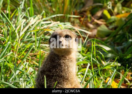 Schlanker Schwanzmeerkat (Suricata suricatta) ein einzelner schlanker Schwanzmeerkat, der bei Wachdienst mit Morgensonne und einem natürlichen grünen Gras aufwacht Stockfoto