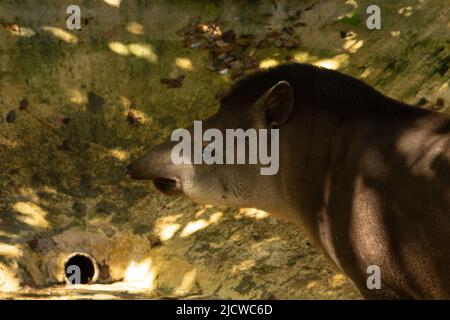 Südamerikanischer Tapir (Tapirus terrestris) Single adulter südamerikanischer Tapir, der im Schatten mit natürlichem Hintergrund steht Stockfoto