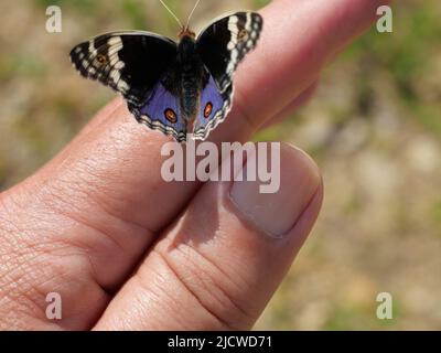 Blauer Stiefmütterchen-Schmetterling auf menschlichen Fingern und Händen mit natürlichem braunen Hintergrund, das Muster ähnelt orangefarbenen Augen auf den schwarzen und blauen und violetten und Ye Stockfoto