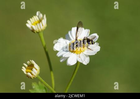 Hoverfly Xanthogramma pedissequum, Familie Syrphidae auf Blüte der Feverfew (Tanacetum parthenium), Familie Asteraceae. Juni, holländischer Garten. Stockfoto