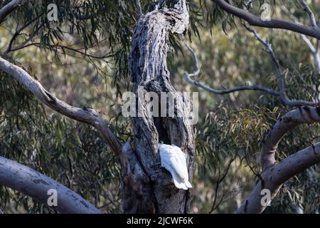 Schwefelkammkakadu (Cacatua galerita) inspiziert potenzielle Nistlöcher Stockfoto