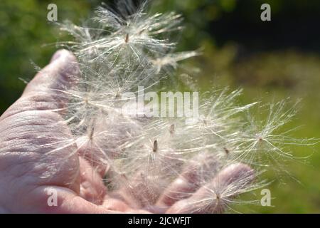Hand hält fliegende Distelsaat Wind Ausbreitung der Pflanze Stockfoto