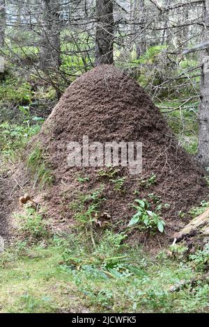 Großer Ameisenhaufen aus Formica Rufa roter Waldameisen bei einem Baum im Wald Stockfoto