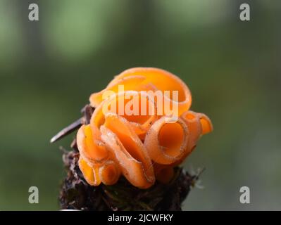Der Orangenhaut-Pilz aurantia aleuri Stockfoto