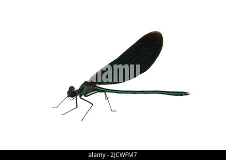 Der schöne demoiselle Calopteryx virgo Europäische Damselfliege Männchen auf weißem Hintergrund Stockfoto