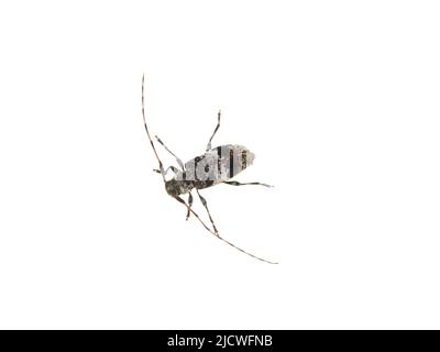 Der graue und schwarze Langhornkäfer acanthocerus griseus isoliert auf weißem Hintergrund Stockfoto