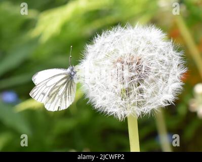 Weißkohlschmetterling sitzt auf einem Löwenkernblowball Stockfoto