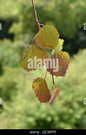 Zweig aus gemeinem Espenbaum Populus tremula neue junge rote und grüne Blätter im Frühjahr Stockfoto