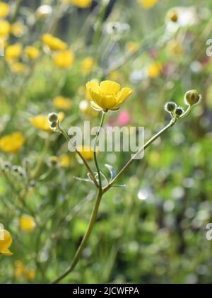 Gemeinsame hahnenfuß Ranunculus acris blühende Pflanze im Sommer Stockfoto