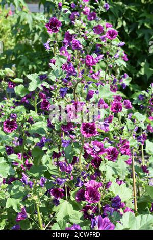 Gemeine Hollyhock althaea rosea purpurne Blüten Stockfoto