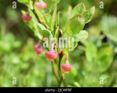 Europäischer Heidelbeer Vaccinum myrtillus Busch mit roten Blüten im Frühling Stockfoto