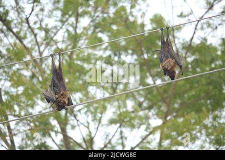 Zwei Fledermäuse starben bei dem Stromschlag. Stockfoto