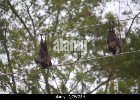 Zwei Fledermäuse starben bei dem Stromschlag. Stockfoto