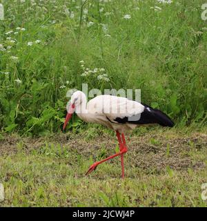 Reifer Weißstorch, Ciconia ciconia spaziert im Sommer auf dem Rasenmähfeld Stockfoto