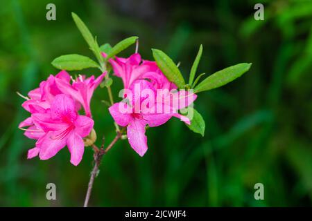 Rosa Blüten von Rhododendron indicum, Nahaufnahme Außenfoto mit selektivem Weichfokus Stockfoto