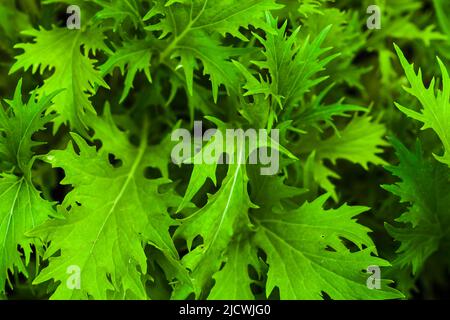 Brassica juncea grüne Blätter des Wachstums im Garten, Draufsicht. Makrofoto mit selektivem Weichfokus Stockfoto