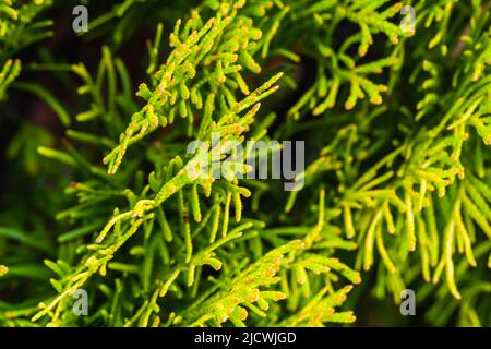 Thuja grüne Blätter, dekorative Kultivar Makro-Foto mit selektivem Fokus Stockfoto