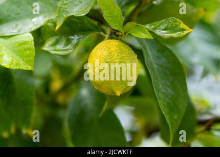 Reife Zitronen hängen an einem Baum. Eine Zitrone anbauen. Reife Zitronen auf Baum.. Selektiver Fokus und Nahaufnahme. Stockfoto