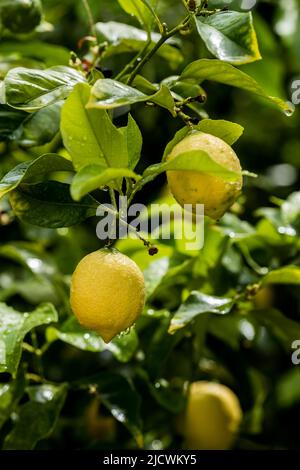 Reife Zitronen hängen an einem Baum. Eine Zitrone anbauen. Reife Zitronen auf Baum.. Selektiver Fokus und Nahaufnahme. Stockfoto