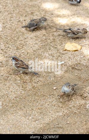 Spatzen tummeln sich im Sommer im Sand Stockfoto