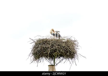 Storch Vogel im Nest auf Pfosten Reinigung Federn isoliert auf weißem Himmel Stockfoto