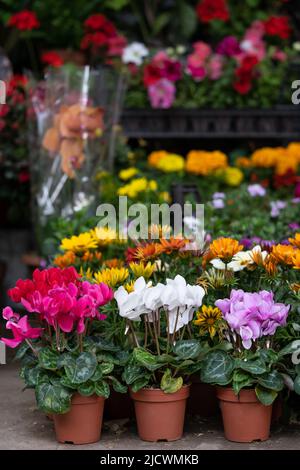 Messe der Blumen in Tiflis. Schöne Blumen und Pflanzen für Haus oder Garten. Sommer in Georgien Stockfoto